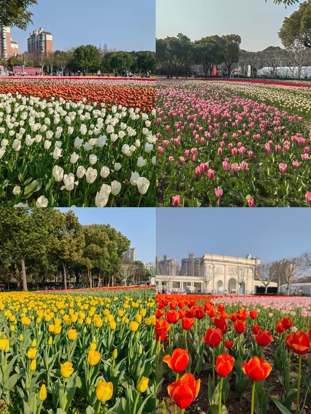 魔都嘅春天，又點可以錯過大寧鬱金香公園