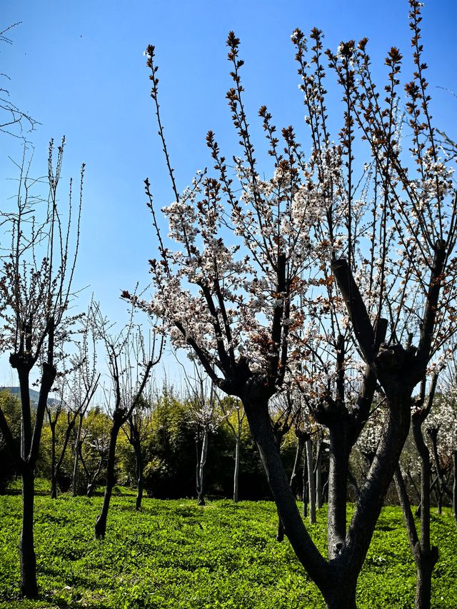 春日鬱金香花海散步～錦繡文化公園