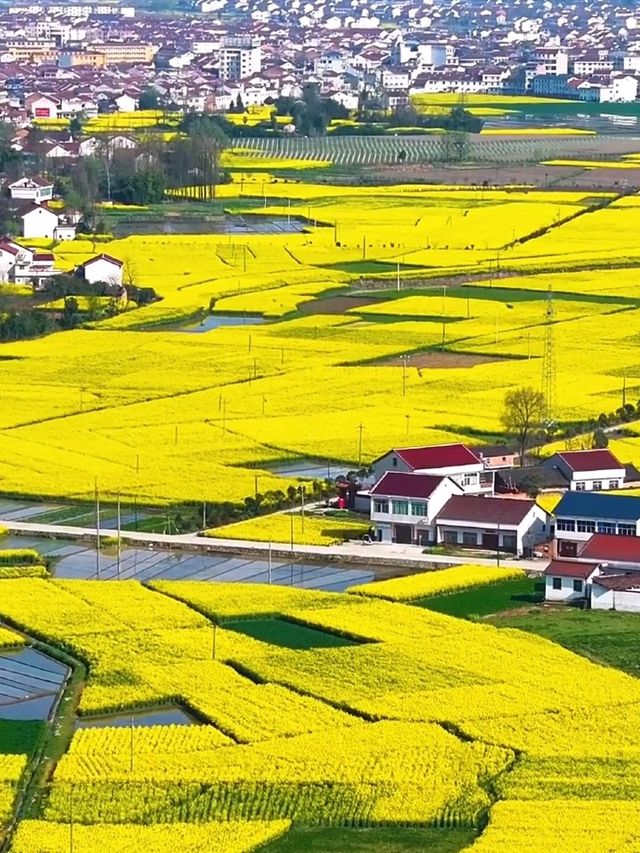 三月漢中油菜花封神！闖入了金色童話世界