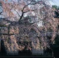 🌸京都賞櫻必去7大聖地🌸
