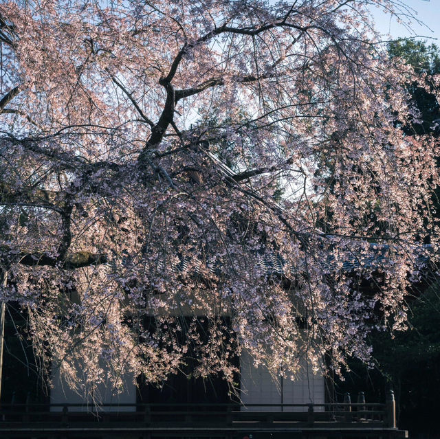 🌸京都賞櫻必去7大聖地🌸
