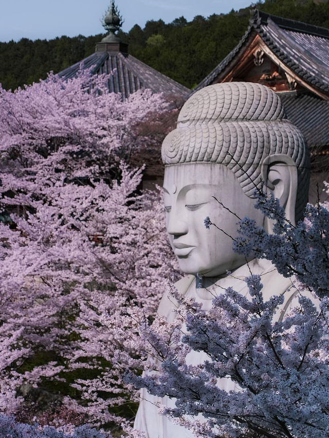 奈良賞櫻全攻略：古都春日與鹿共舞的櫻花物語！