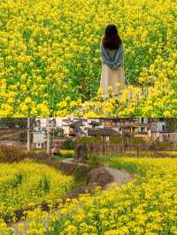 婺源賞油菜花‖打卡避坑攻略