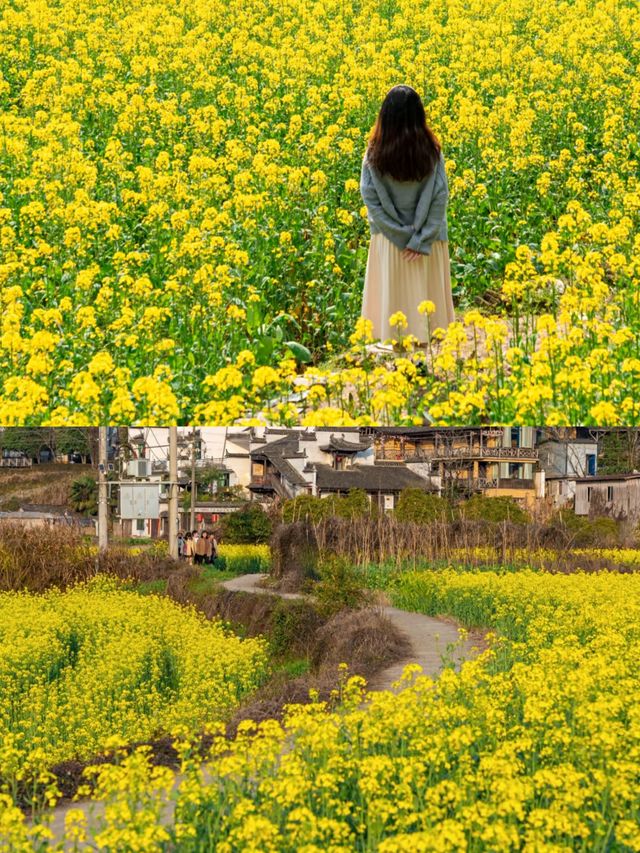 婺源賞油菜花‖打卡避坑攻略