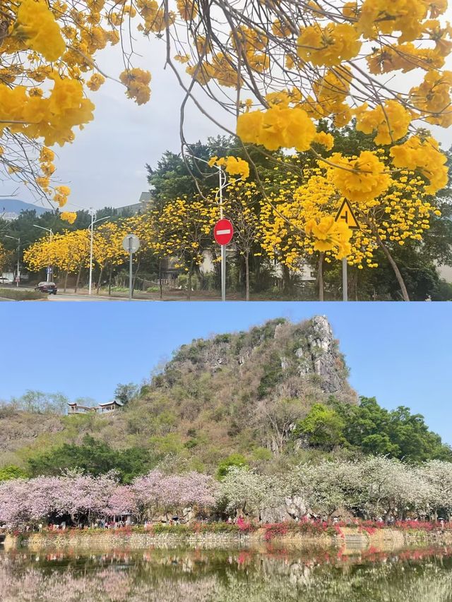 七星岩宮粉羊蹄甲盛放，真係靚到犯規！