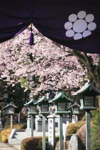 春分の日に花を楽しむ