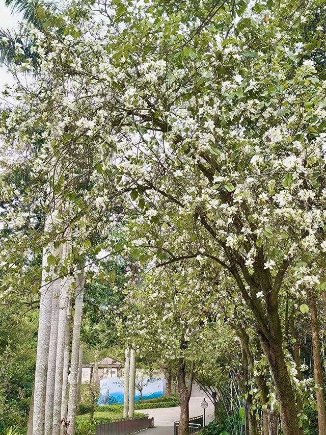 綠意盎然的心靈樂土