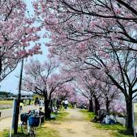 櫻花季🌸大阪私藏小眾寶地——狹山市