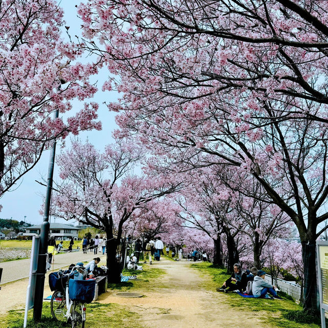 櫻花季🌸大阪私藏小眾寶地——狹山市