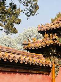 北京故宮｜春天紫禁城賞花季