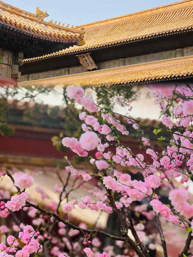 The Forbidden City in Spring: A Flower Viewing Guide