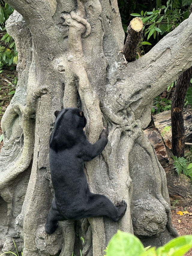 Discover Asia's First Rainforest Adventure Zoo in Singapore!