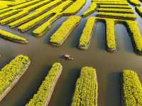 Endless Yellow Blossoms in a Waterway Labyrinth 