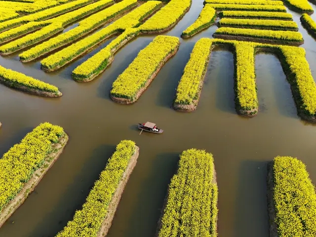 Endless Yellow Blossoms in a Waterway Labyrinth 