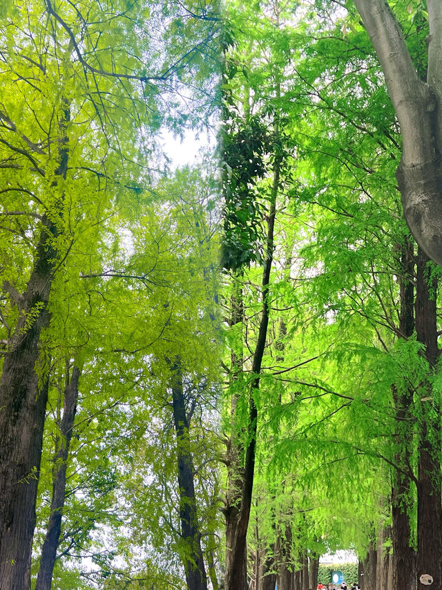 東山湖公園嘅中式美學