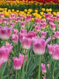 西安賞花遊興慶宮鬱金香花海太美了