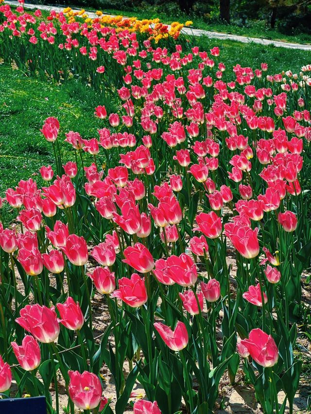 北京小眾賞花