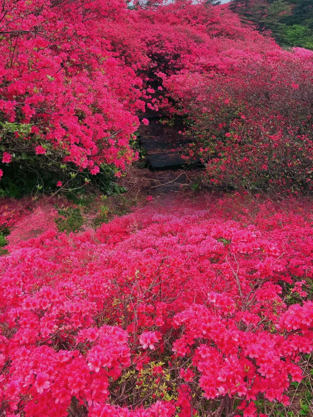 龜峰山杜鵑花海幾時開？最佳觀賞期係幾月？
