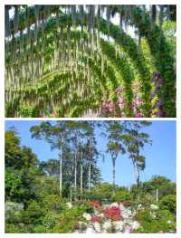 廣州新晉頂流！被問爆嘅「雲蘿植物園」保姆級攻略