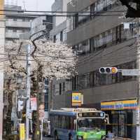 🌸東京櫻花季驚喜彩蛋！無意捕獲神仙愛情畫面
