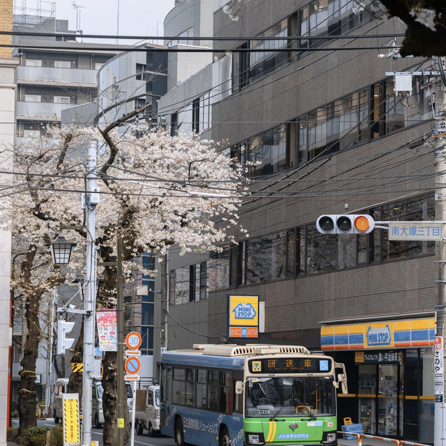 🌸東京櫻花季驚喜彩蛋！無意捕獲神仙愛情畫面