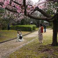 🌸藏在名古屋城邊的春日浪漫！名城公園賞櫻&打卡指南✨