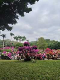 深圳限定浪漫！蓮花山簕杜鵑花展美到窒息🌸