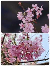 狐尾山櫻花谷「春風來信 櫻花寄語」