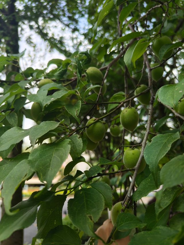 武夷山融景墅酒店：與果香撞個滿懷的初夏秘境