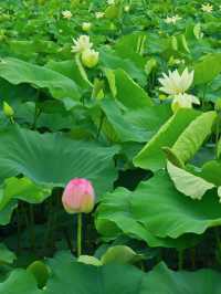 影相效果真係唔錯嘅珠海免費荷花衝