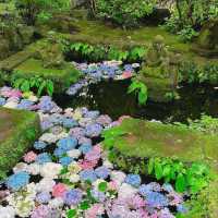 🌺鎌倉繡球花祭！明月院×長谷寺絕美賞花攻略+隱世民宿推介✨