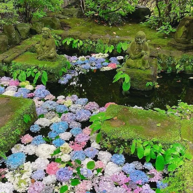 🌺鎌倉繡球花祭！明月院×長谷寺絕美賞花攻略+隱世民宿推介✨