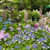 🌺鎌倉繡球花祭！明月院×長谷寺絕美賞花攻略+隱世民宿推介✨