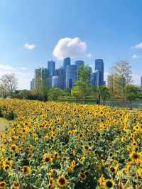 🌻深圳桂灣公園 | 邂逅宮崎駿同款向日葵花海