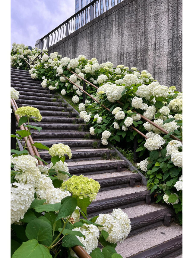 台場 | 繡球花的絢麗盛宴