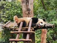 成都大熊猫繁育研究基地｜避開人潮的在地玩法