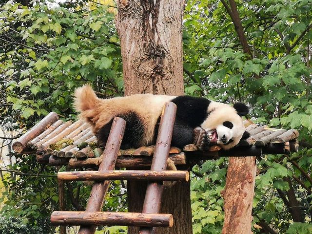 成都大熊猫繁育研究基地｜避開人潮的在地玩法