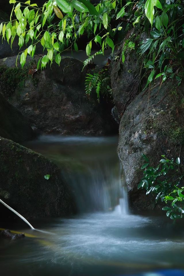 逃進武夷山嘅懷抱｜每一啖呼吸都喺度治癒我