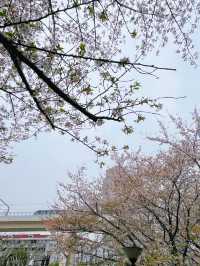 櫻花雨已逝，但呢條絕美浪漫路線必須收低