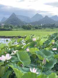 靈川賞荷靚到爆