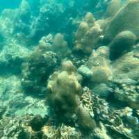 🌊西貢浪芒灣｜隱藏版玻璃海！搭船10分鐘直達珊瑚天堂✨