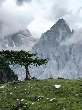 Hidden Gem in Lijiang! A 1-Hour Hike to the Breathtaking "Tree No.7" Primeval Forest