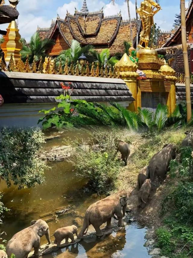 西雙版納超全旅遊攻略｜一篇在手，版納我有