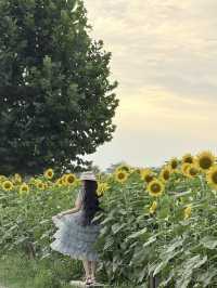 6.21直擊！美到窒息！免費夏日頂流向日葵花海盛開中🌻鮮熱出爐零濾鏡零修圖花況大公開！