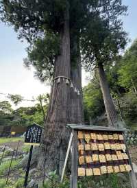 修善寺嘅新井旅館令浸溫泉睇螢火蟲變得輕鬆愜意