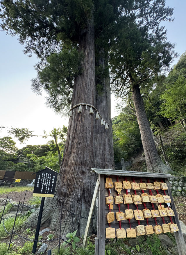 修善寺嘅新井旅館令浸溫泉睇螢火蟲變得輕鬆愜意
