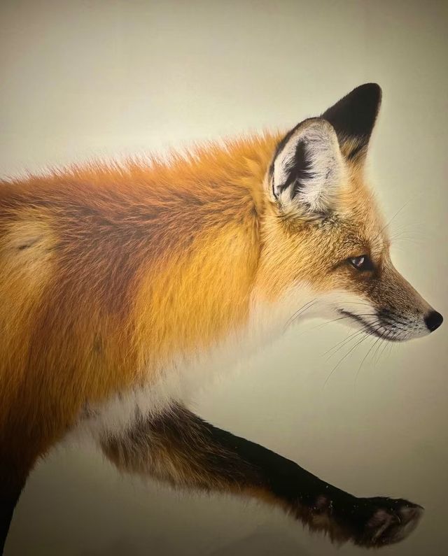 昆明新展！！BBC EARTH展覽超震撼！