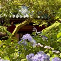 【東京周邊隱世賞花地！本土寺紫陽花美到似動畫場景！】
