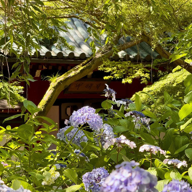 【東京周邊隱世賞花地！本土寺紫陽花美到似動畫場景！】