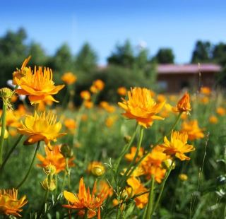 Summer Grassland Hiking Guide